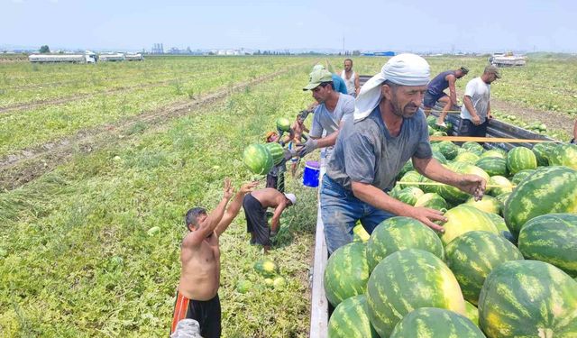 Adana'da Sıcaklık Rekor Kırıyor, Karpuz İşçileri Durmuyor!