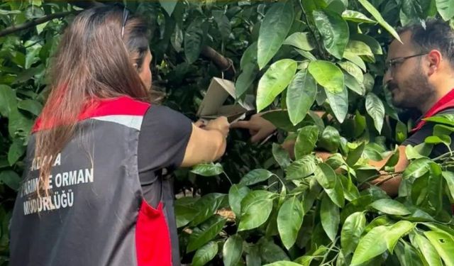 Adana’da Tarımı Tehdit Eden Zararlıya Karşı Alarm! Mücadele Aralıksız Sürüyor