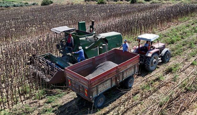 Adana'da Ayçiçeği Hasadı Başladı! Üreticinin Gözü Şimdi O Kararda