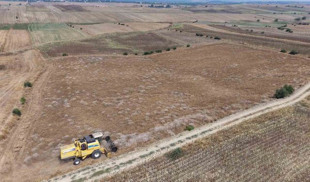 Adana'da Nohut Hasadı Başladı! Tarladaki İlk Fiyat Üreticiyi Şaşırttı