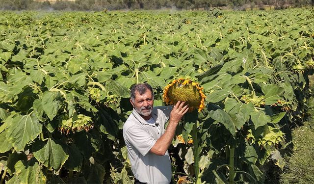 Adana’da Görenleri Hayran Bırakan Manzara! Tufanbeyli Sarıya Büründü