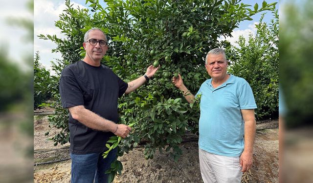 Adana’da Limonda Büyük Fiyat Şoku!