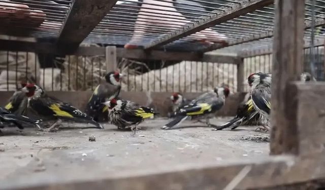 Adana’da 24 Saka Kuşunu Kaçak Avlayan Kişiye Rekor Ceza
