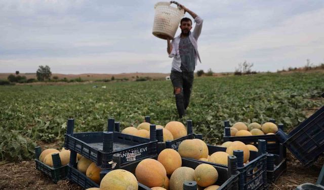 Adana'da Kavun Üreticisi Sistemi Değiştirdi: Hale Göndermiyor, Doğrudan Satıyor