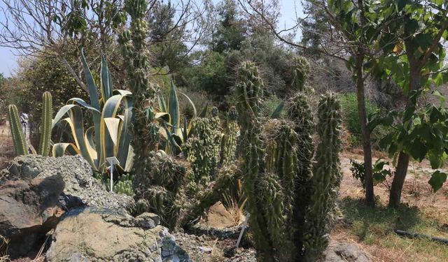 Patagonya’dan Kanada’ya Uzanan Tür Adana’da Da Yetişiyor!