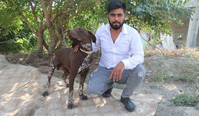 Adana’da Köpeğe Sopalı Şiddet Kamerada!