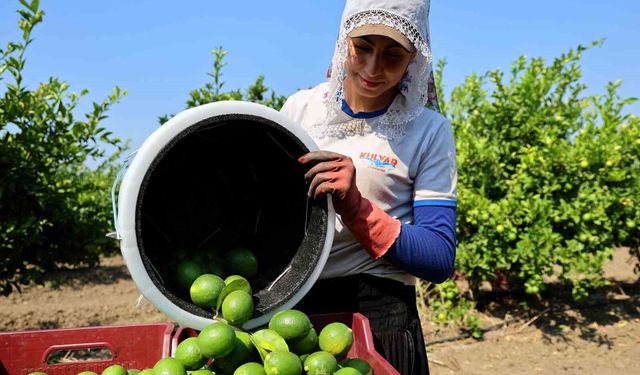 Limon Bahçelerinde Hasat Başladı!