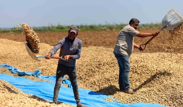Adana’da Yer Fıstığında Hasat Başladı!