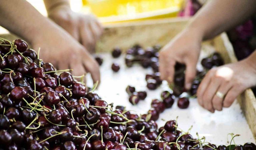 Türkiye, Meyve Üretiminde Dünyada 4’üncü Sırada