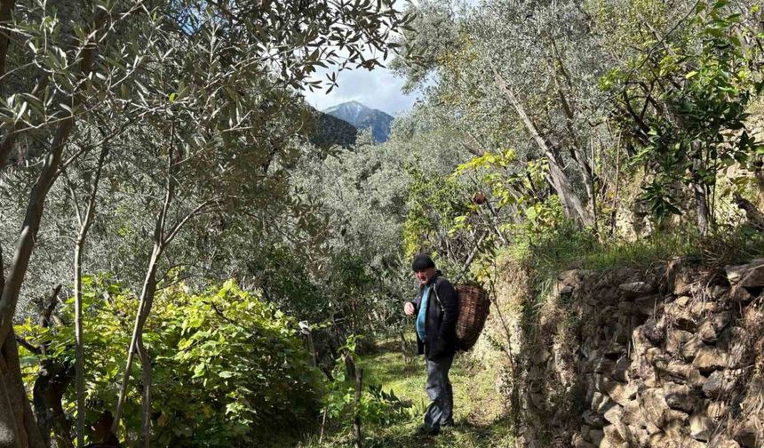 Asırlık Zeytin Ağaçlarından Hasat Başladı