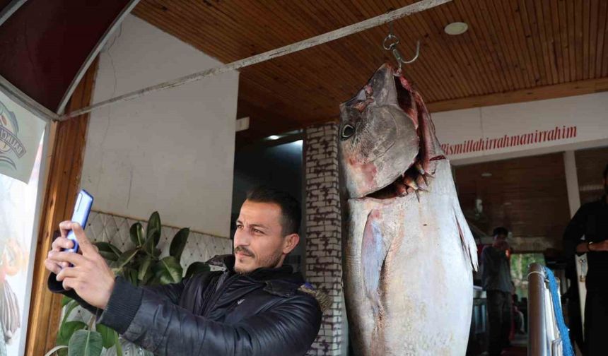 Balıkçı Ağına İnsan Boyunda Orkinos Takıldı