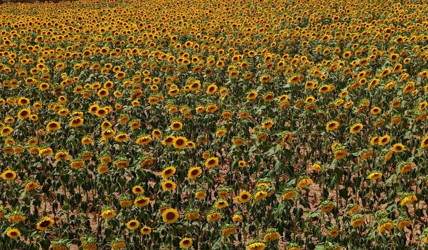 Adana'da yatırım şansı: Bu parayı getiren 7 dönüm tarlayı icradan alacak!