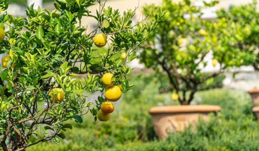 Aman limonu böyle yemeyin: Büyük tehlikesi açıklandı