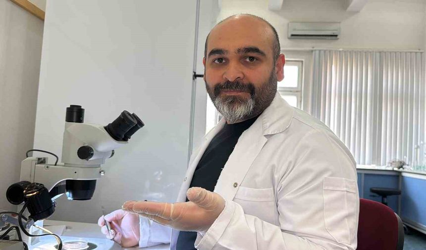 Türkiye’de İlk Kez Tespit Edildi: Asya Uzun Boynuzlu Kenesi Faunaya Girdi