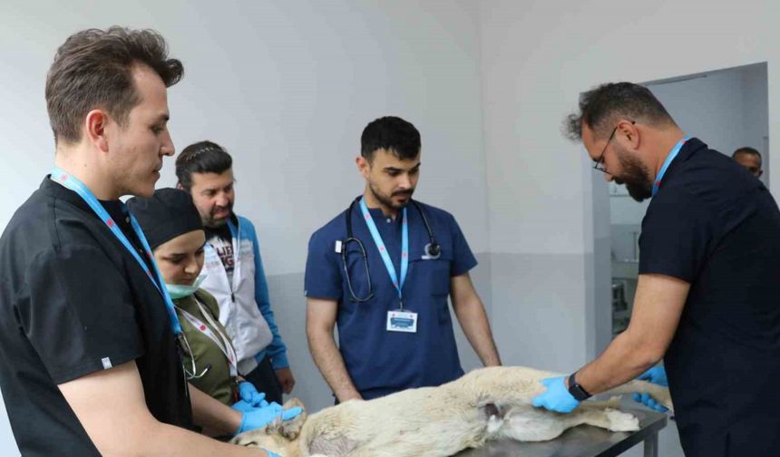 Üniversite Destekli Çalışmayla 200 Sokak Köpeği Kısırlaştırıldı