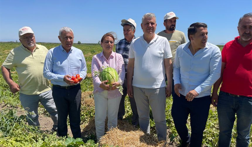 Çukurova’da Ürünler Tarlada Kaldı, Çiftçi Dertli: “Emek Boşa Gidiyor, Alıcı Yok”