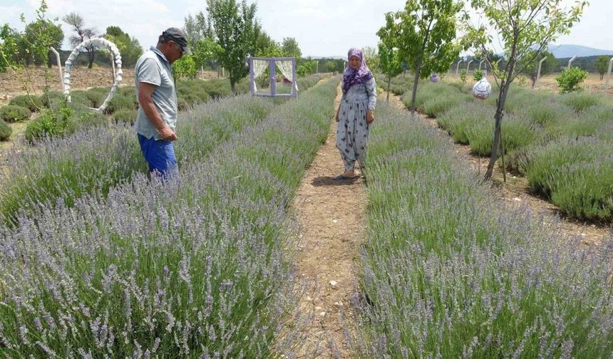 Hobiyle Başladılar, Şimdi İnternetten Türkiye’ye Lavanta Satıyorlar!