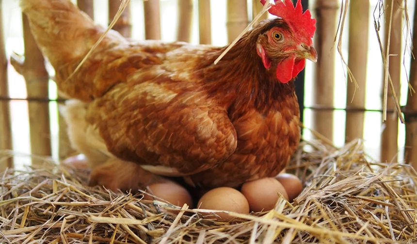 Tavuk Eti Rekor Kırdı, Yumurtada Şok Düşüş! Sebebi Ne?