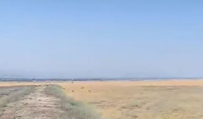 Yuvadan Düşen Leylek, Duyarlı Vatandaşların Sayesinde Hayata Döndü!