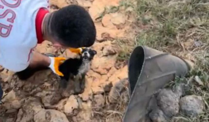 Atık Su Kuyusunda Korku Dolu Anlar! Yavru Köpekler Sağ Salim Çıkarıldı
