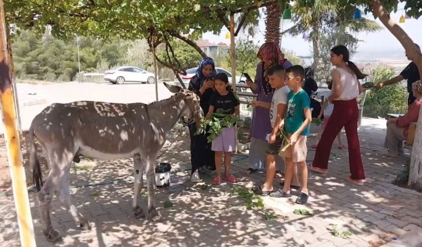 Aylarca Sokaklarda Tek Başına Gezen Eşek, Artık Güvende!