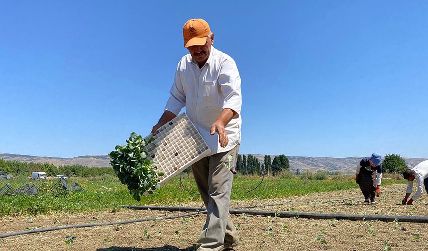 Üreticiler şaşkına döndüler! Kuyularda su bitti, üretim durdu