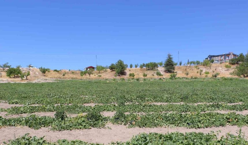 Adana'da 750m tarla fiyatıyla şaşırttı: Mahkeme sadece bu rakamı istiyor