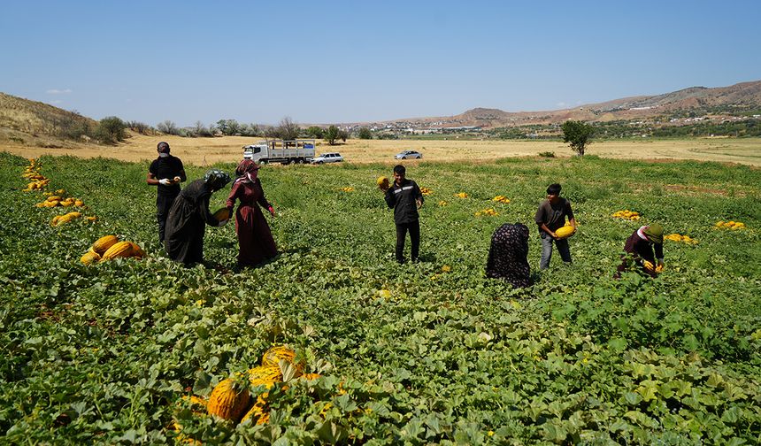 25 dönümlük arazide 100 ton hasat yapıyorlar: 40 derecelik sıcaklığa aldırış etmiyorlar