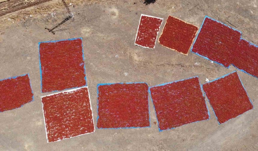 Acısıyla Meşhur Maraş Biberi Tarlaları Yine Kırmızıya Boyadı!