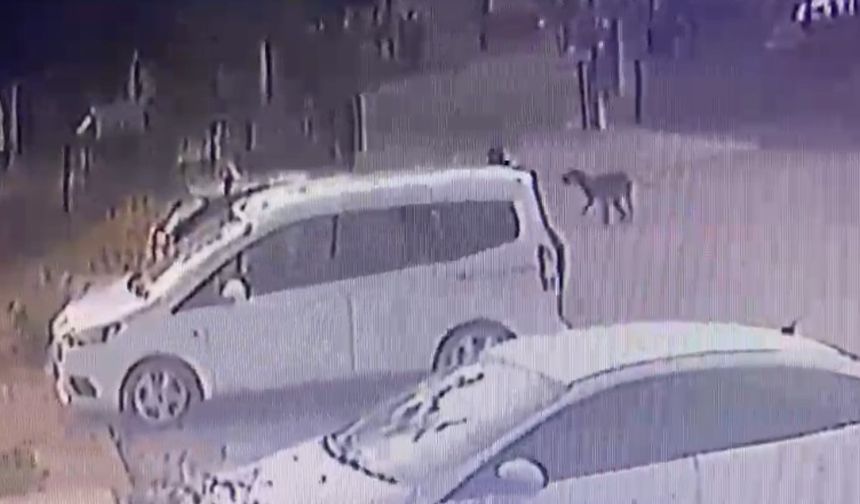 Adana’da 3 Yaşındaki Çocuğu Sürü Halindeki Köpekler Kovaladı