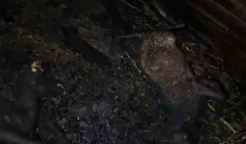 Adana’da Faciaya Ramak Kala! Ahır Yandı, 7 Hayvan Telef Oldu