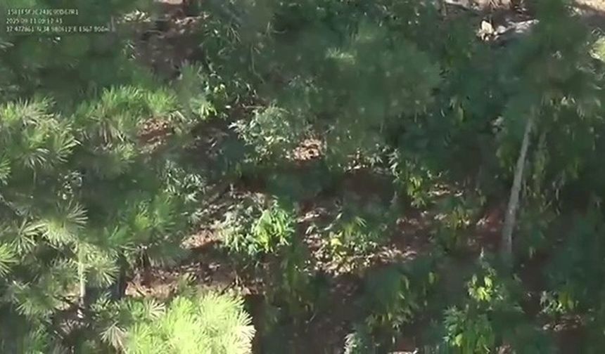 Adana’da Ormanda Uyuşturucu Tarlası Ortaya Çıktı!