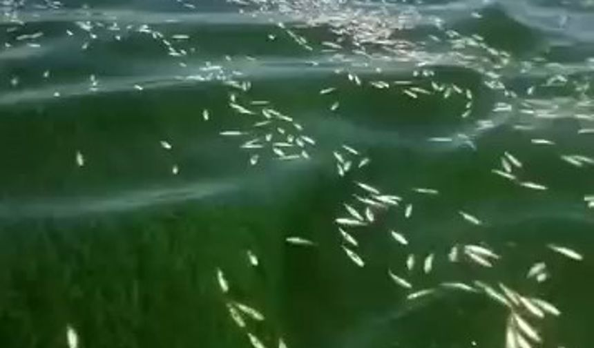 Binlerce Balık Ölümü Yetkilileri Harekete Geçirdi