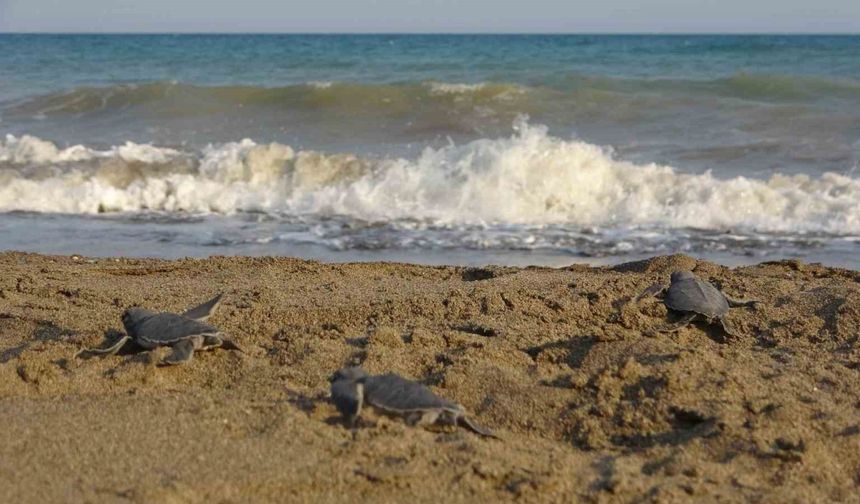 Caretta Caretta ve Chelonia Mydas Türleri Bir Araya Geldi