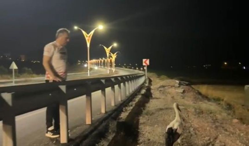 Doğaya Saygı: Başkan Yaralı Leylekleri Tedaviye Gönderdi