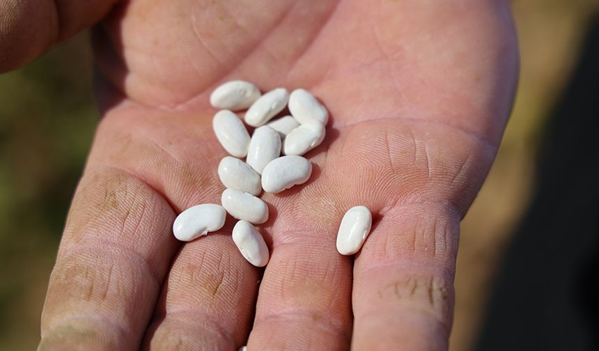 Et Katmadan Pişiyor, Tadına Doyum Olmuyor: Adana’nın Ünlü Fasulyesinde Hasat Zamanı