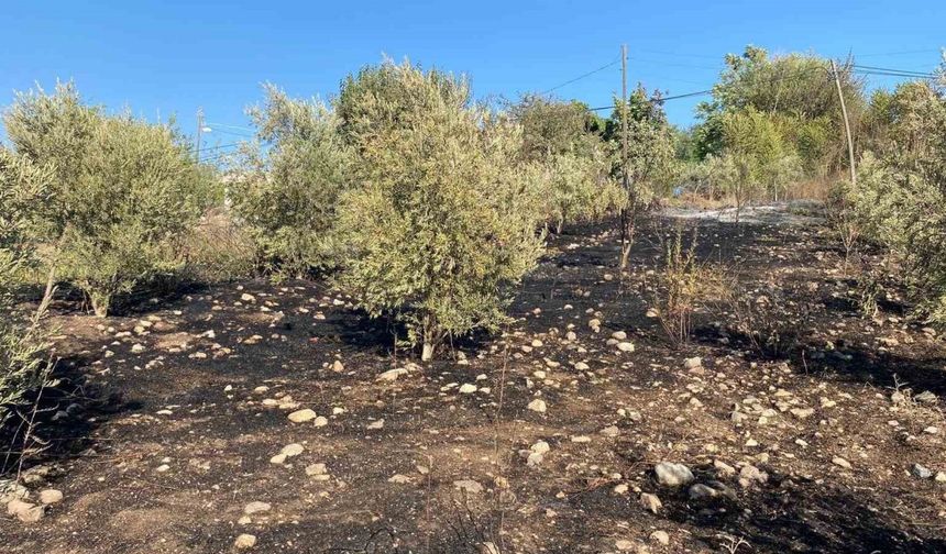 Evlerin 50 Metre Yakınına Kadar İlerledi! Osmaniye’de Zeytinlik Yangını