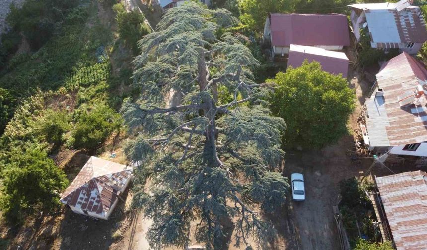 Feke’nin Gizli Hazinesi: 35 Metrelik Toros Sediri ve Efsanevi Tarihi