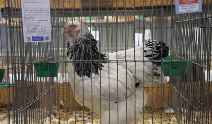 Horozlar ve Tavuklar Podyuma Çıktı: En İyileri Seçildi