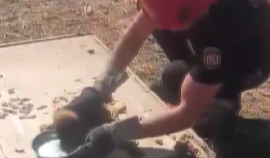 Küçük Köpek Büyük Tehlikeden Döndü: İşte O Anlar