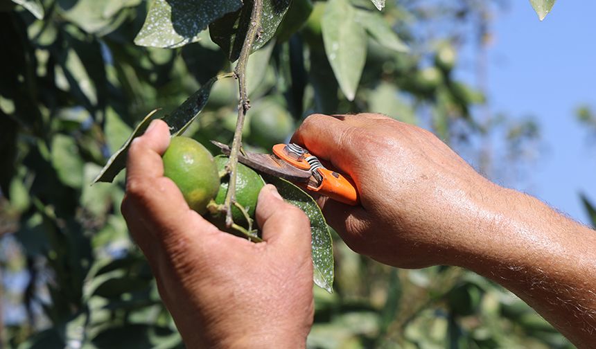 Erkenci Mandalina Kuraklıktan Etkilendi: İşte Tarlada Kilo Fiyatı