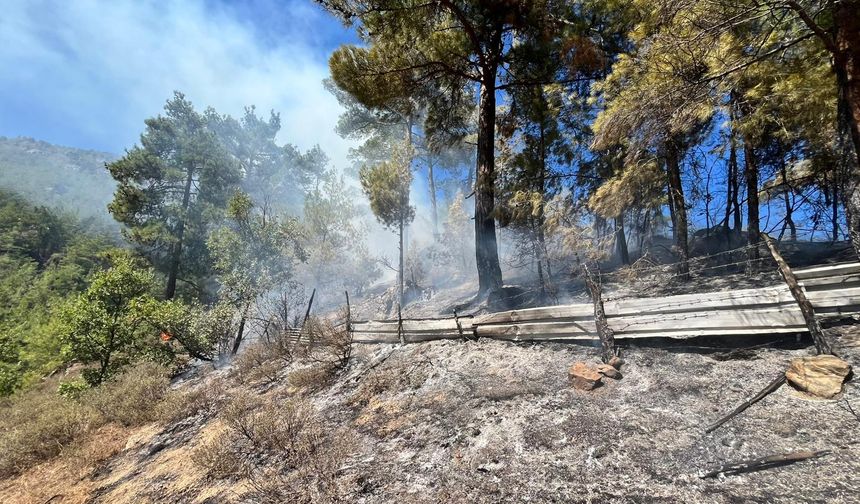 Orman Yangını Feke’yi Sardı! İtfaiye Ekipleri Zamanla Yarışı Kazandı