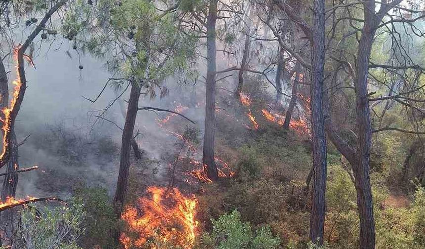 Sarıçam’daki Ormanlık Alan Alevlere Teslim