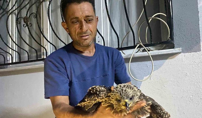 Sulama Kanalında Bitkin Bulunan Şahin, Ciğer Dürümle Kurtarıldı