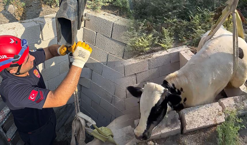 Ceyhan’da Şaşırtan Kurtarma! Tuvalet Kuyusuna Düşen Boğa Vinçle Çıkartıldı