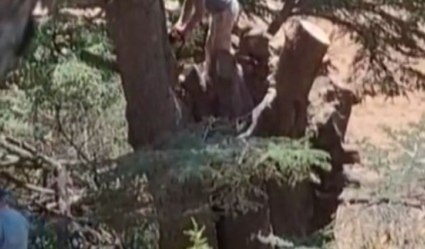 Vatandaşın Kamerası Suçluları Ele Verdi: Orman Hırsızları Yakalandı