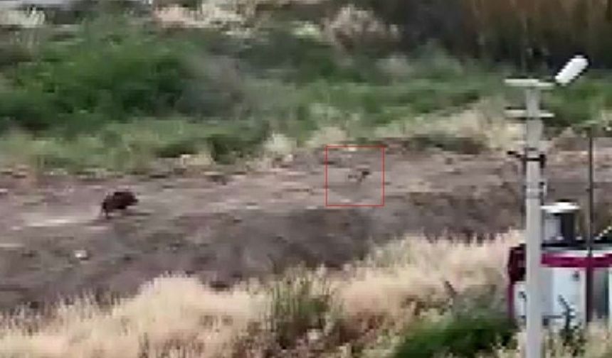 Vatandaşlar Şaşkın! Domuz Sürüsü Köpeğin Peşinden Koştu