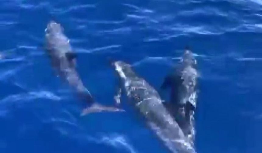 Yunusların Muhteşem Zıplayışları Sosyal Medyayı Salladı! İşte O Anlar