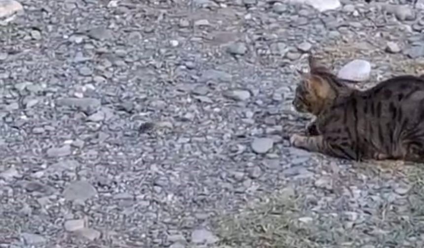 Adana’da Kameraya Yansıyan Anlar: Kedi Fareyi Oyuncağa Çevirdi!