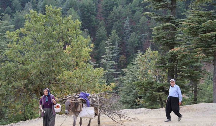 Toroslar’da Zaman Durdu! 77 Yaşındaki Çiftin Eşekle Odun Taşıma Mücadelesi